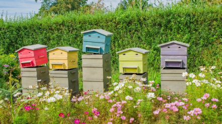 ruches-colorees-dans-un-jardin_6107379.jpg